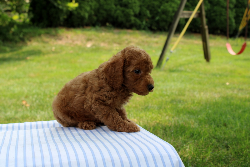 puppy, for, sale, Mini Goldendoodle F1B, Matthew B. Stoltzfus, dog, breeder, Gap, PA, dog-breeder, puppy-for-sale, forsale, nearby, find, puppyfind, locator, puppylocator, aca